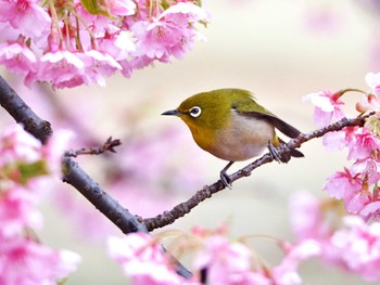 Warbling White-eye Unknown Spots Fri, 3/1/2024