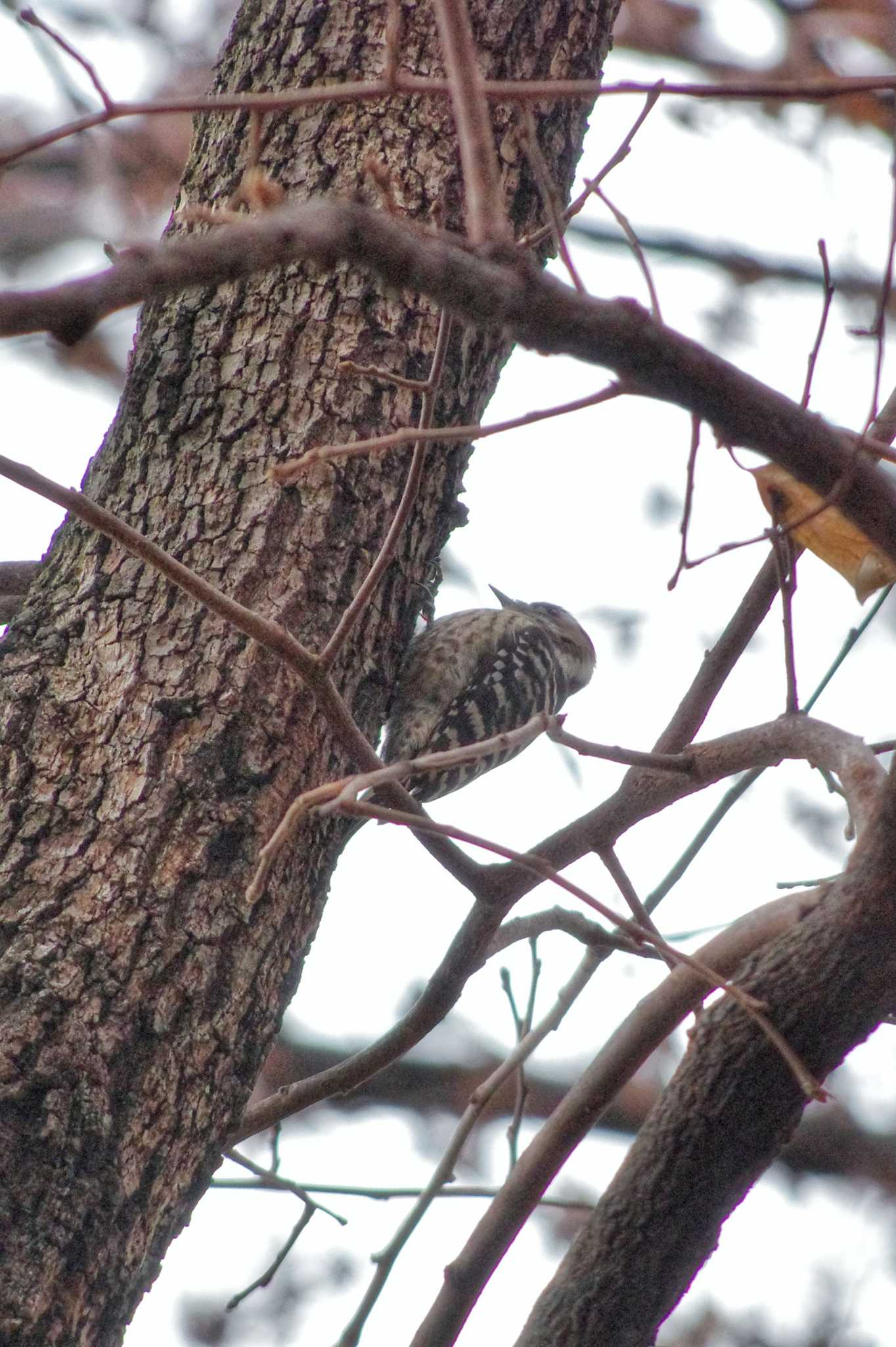 Japanese Pygmy Woodpecker