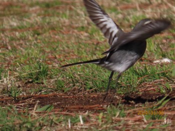 Wagtail Kasai Rinkai Park Sat, 3/9/2024