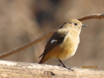 Daurian Redstart Imperial Palace Sun, 3/10/2024