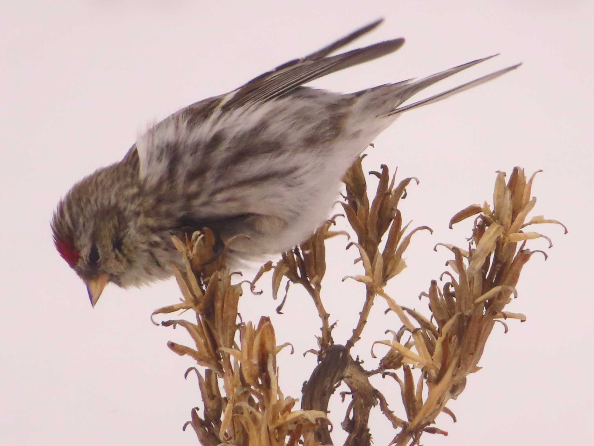 Photo of Common Redpoll at Makomanai Park by ゆ