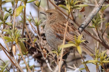 Japanese Accentor 岡谷林道 Sun, 3/10/2024