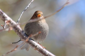 Japanese Accentor 岡谷林道 Sun, 3/10/2024