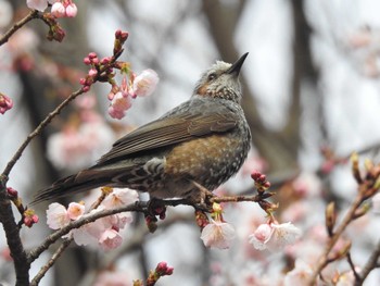 Brown-eared Bulbul Unknown Spots Wed, 3/6/2024