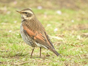 Dusky Thrush Unknown Spots Wed, 3/6/2024