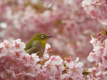 Warbling White-eye Unknown Spots Wed, 3/6/2024