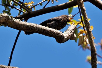 Southern Black Flycatcher