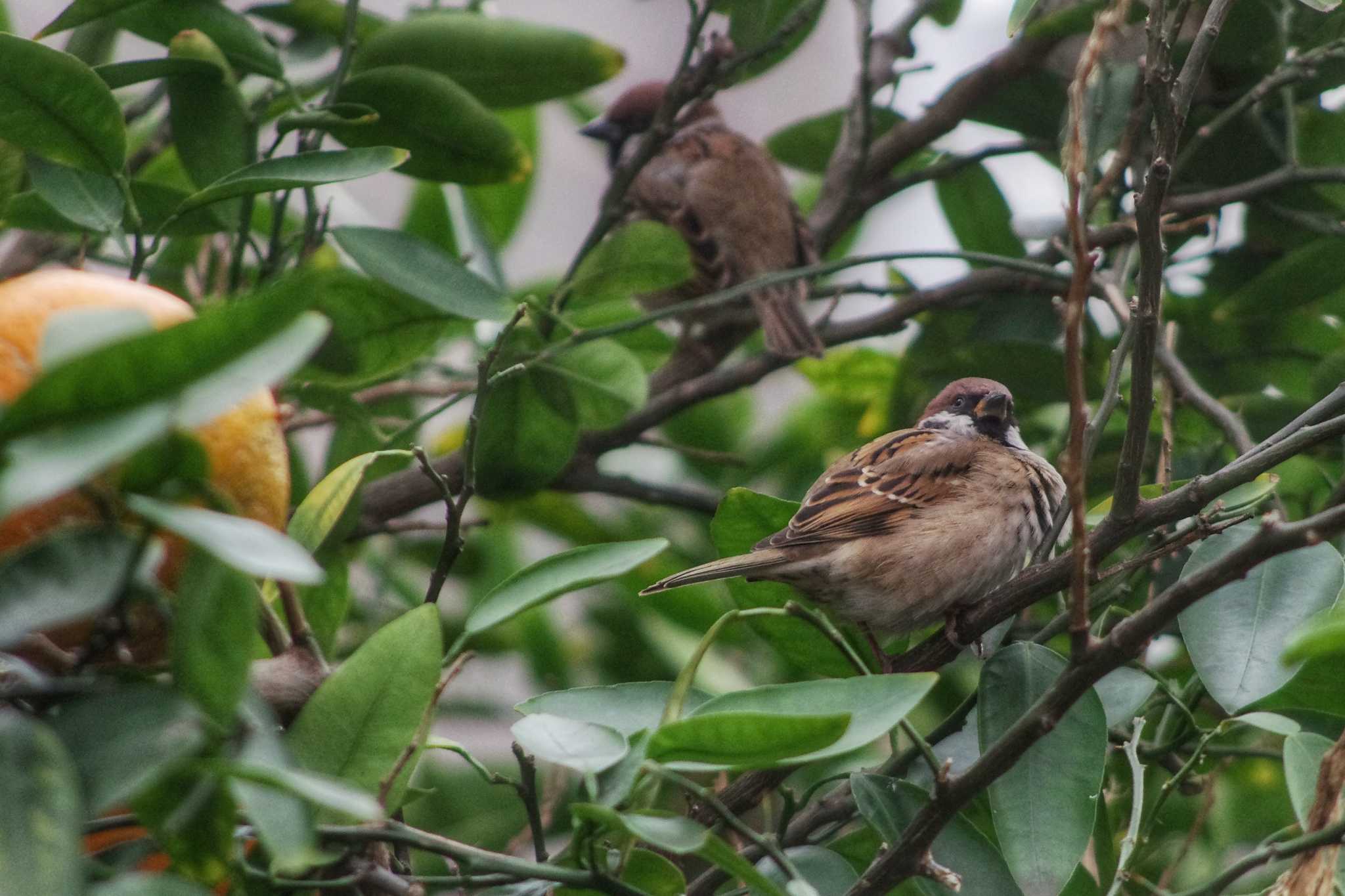 Eurasian Tree Sparrow