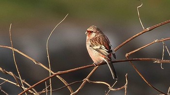 2022年12月20日(火) 手取川の野鳥観察記録