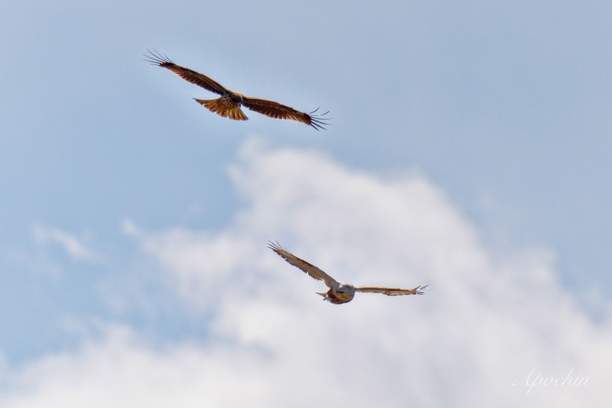 Rough-legged Buzzard