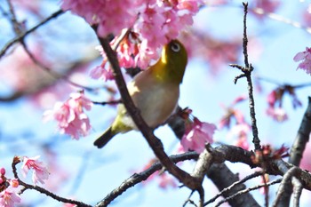 Warbling White-eye Nagahama Park Fri, 3/8/2024