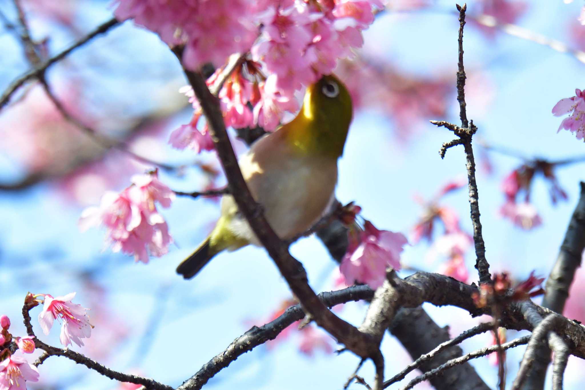 長浜公園 メジロの写真 by やなさん