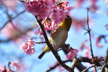 Warbling White-eye Nagahama Park Fri, 3/8/2024