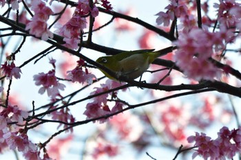 Warbling White-eye Nagahama Park Fri, 3/8/2024