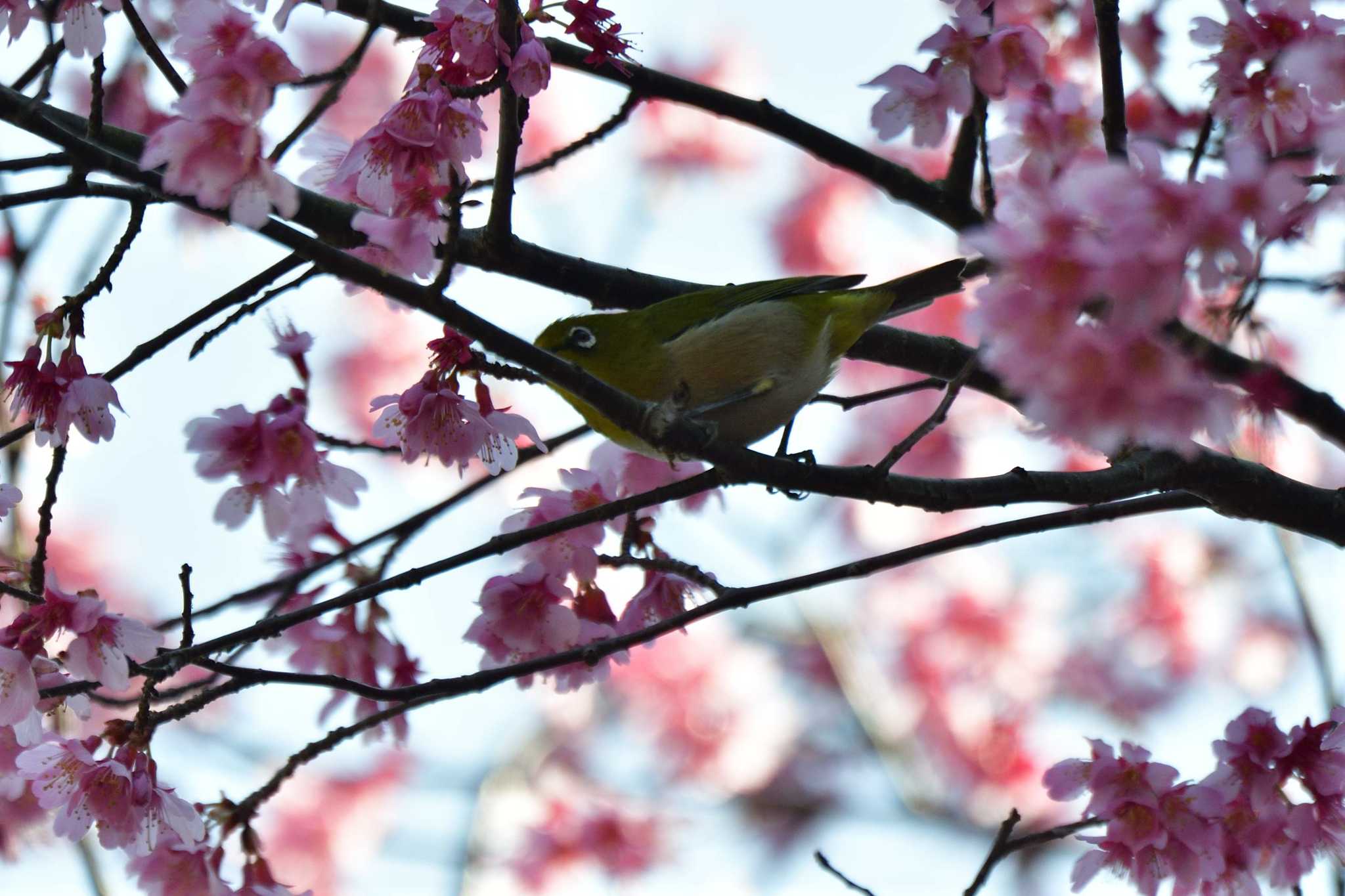 Photo of Warbling White-eye at Nagahama Park by やなさん