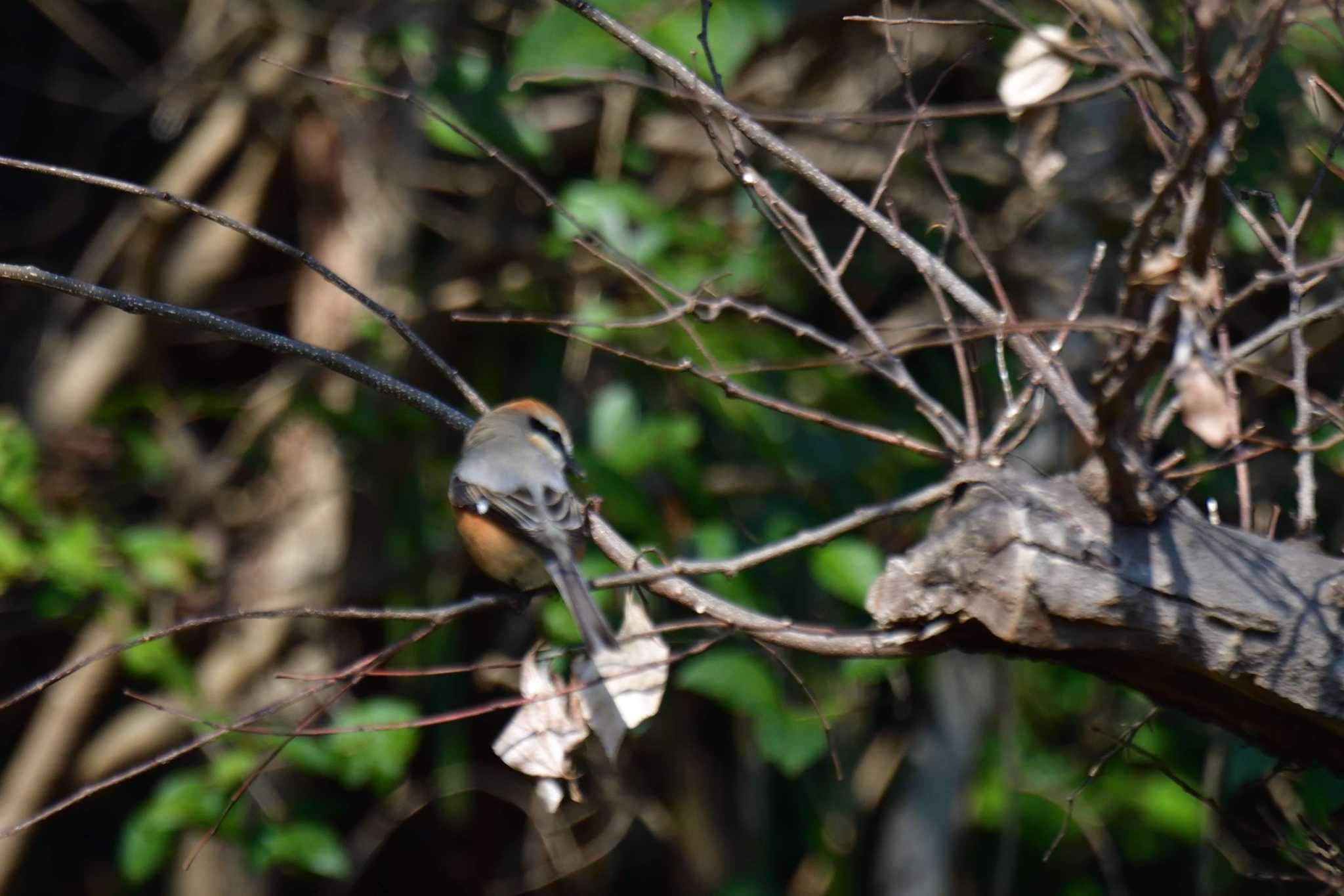 Photo of Bull-headed Shrike at Nagahama Park by やなさん