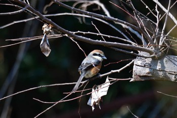 Bull-headed Shrike Nagahama Park Fri, 3/8/2024