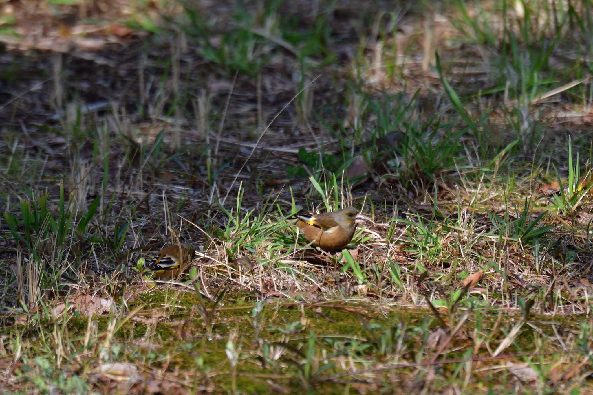 Photo of Grey-capped Greenfinch at Nagahama Park by やなさん