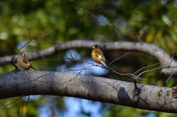 Grey-capped Greenfinch Nagahama Park Fri, 3/8/2024