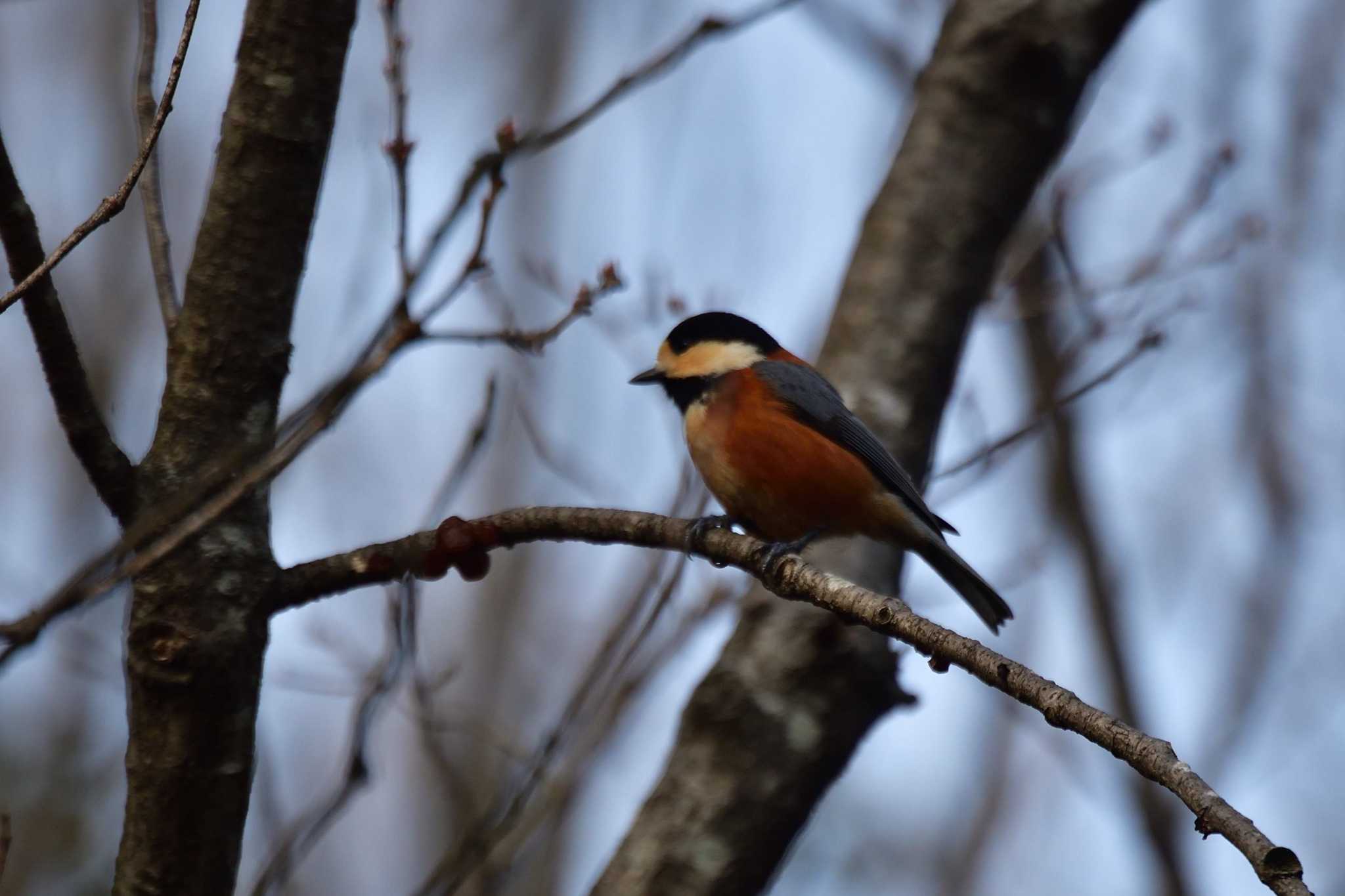 Photo of Varied Tit at Nagahama Park by やなさん