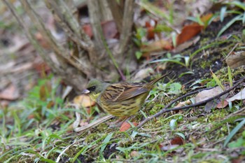 Masked Bunting Nagahama Park Fri, 3/8/2024