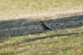 Dusky Thrush Nagahama Park Fri, 3/8/2024