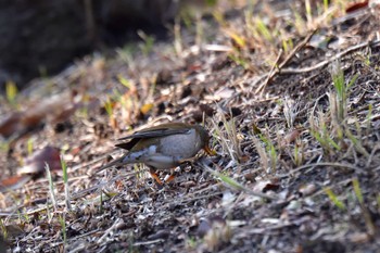 Pale Thrush Nagahama Park Fri, 3/8/2024