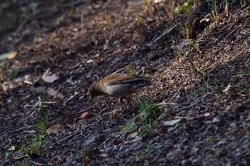 Pale Thrush Nagahama Park Fri, 3/8/2024