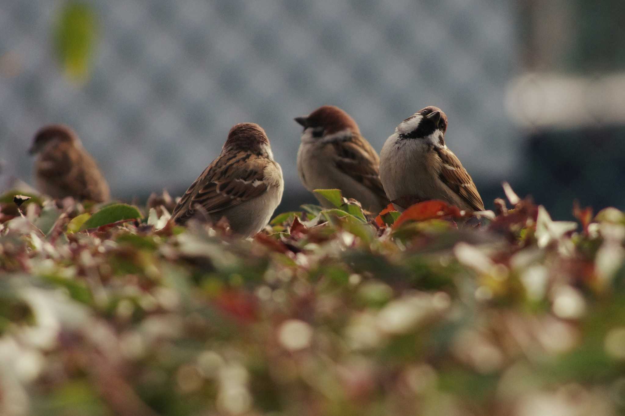 Eurasian Tree Sparrow