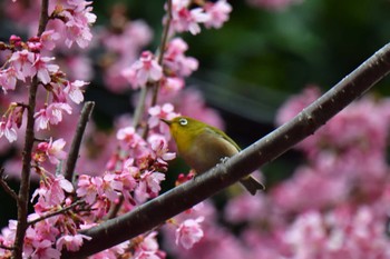 Warbling White-eye Nagahama Park Fri, 3/8/2024