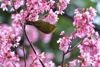 Warbling White-eye Nagahama Park Fri, 3/8/2024