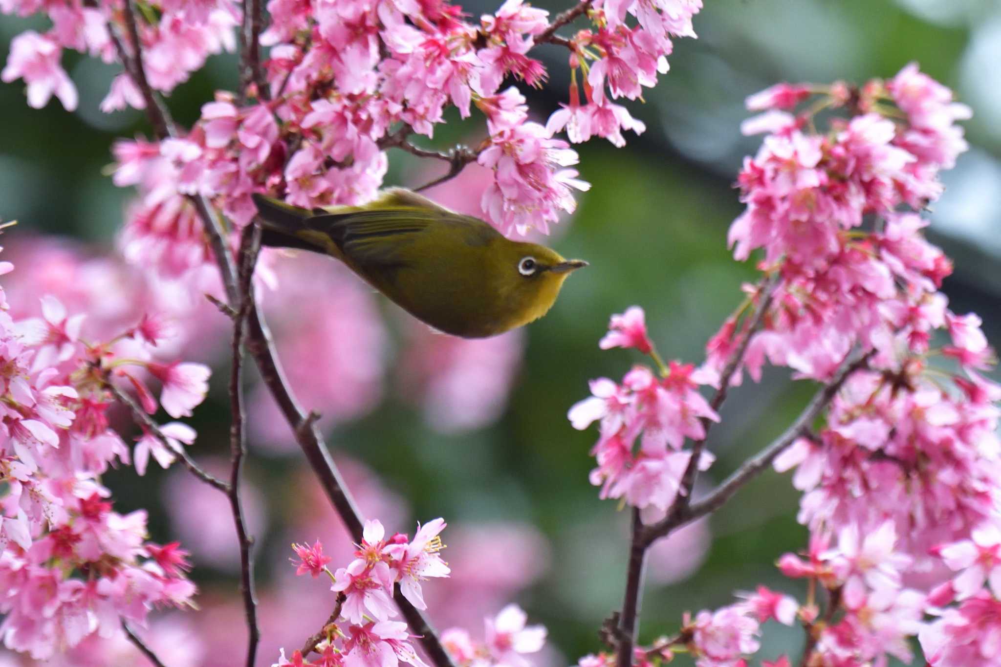 Photo of Warbling White-eye at Nagahama Park by やなさん