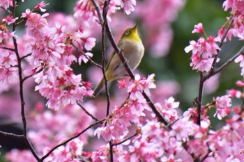 Warbling White-eye Nagahama Park Fri, 3/8/2024