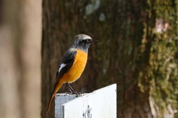 ジョウビタキ ロクハ公園(滋賀県草津市) 2024年3月8日(金)