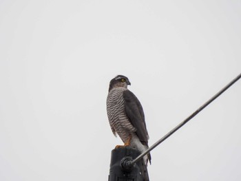 Eurasian Sparrowhawk Unknown Spots Wed, 1/3/2024