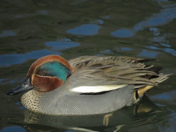 2024年3月10日(日) じゅん菜池緑地(蓴菜池緑地)の野鳥観察記録