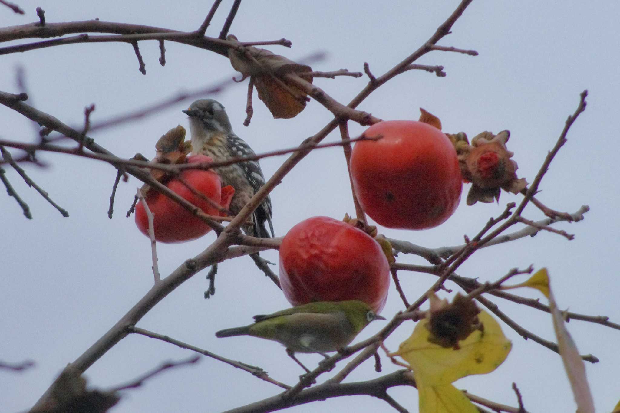 Japanese Pygmy Woodpecker