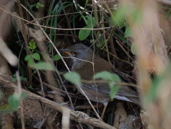 Pale Thrush 麻機遊水地 Mon, 3/11/2024