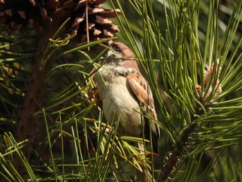 Eurasian Tree Sparrow 松本城 Mon, 3/11/2024