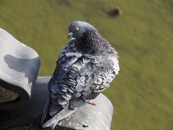 Rock Dove 松本城 Mon, 3/11/2024