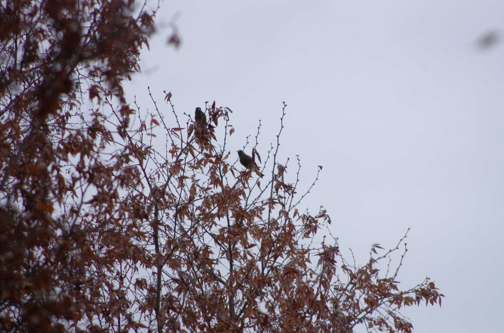 Grey-capped Greenfinch