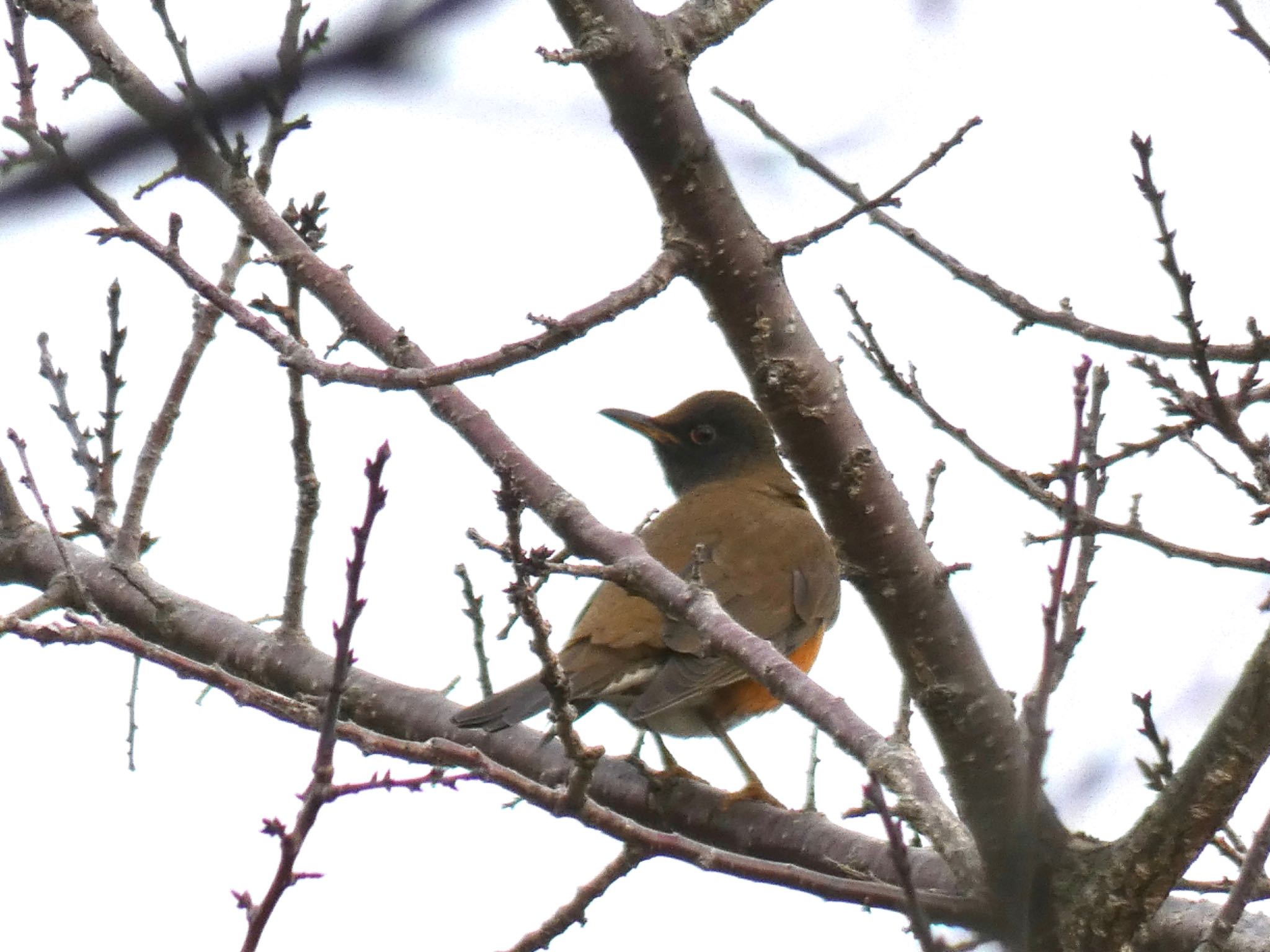 Photo of Brown-headed Thrush(orii) at 新治市民の森 by Jiateng 三保