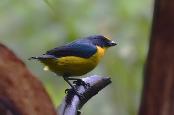 Emerald Tanager コスタリカ Thu, 2/8/2024