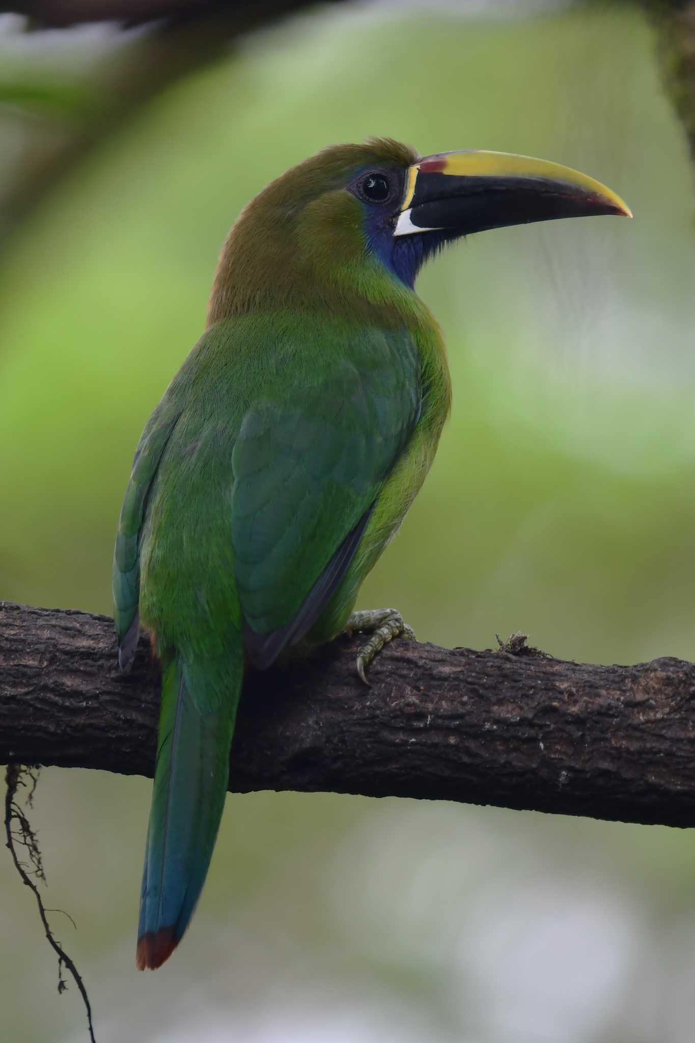 Photo of Emerald Toucanet at コスタリカ by でみこ