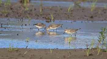 Red-necked Stint 能美市海岸 Sun, 6/12/2022