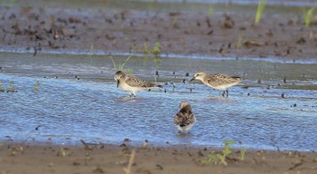 Red-necked Stint 能美市海岸 Sun, 6/12/2022