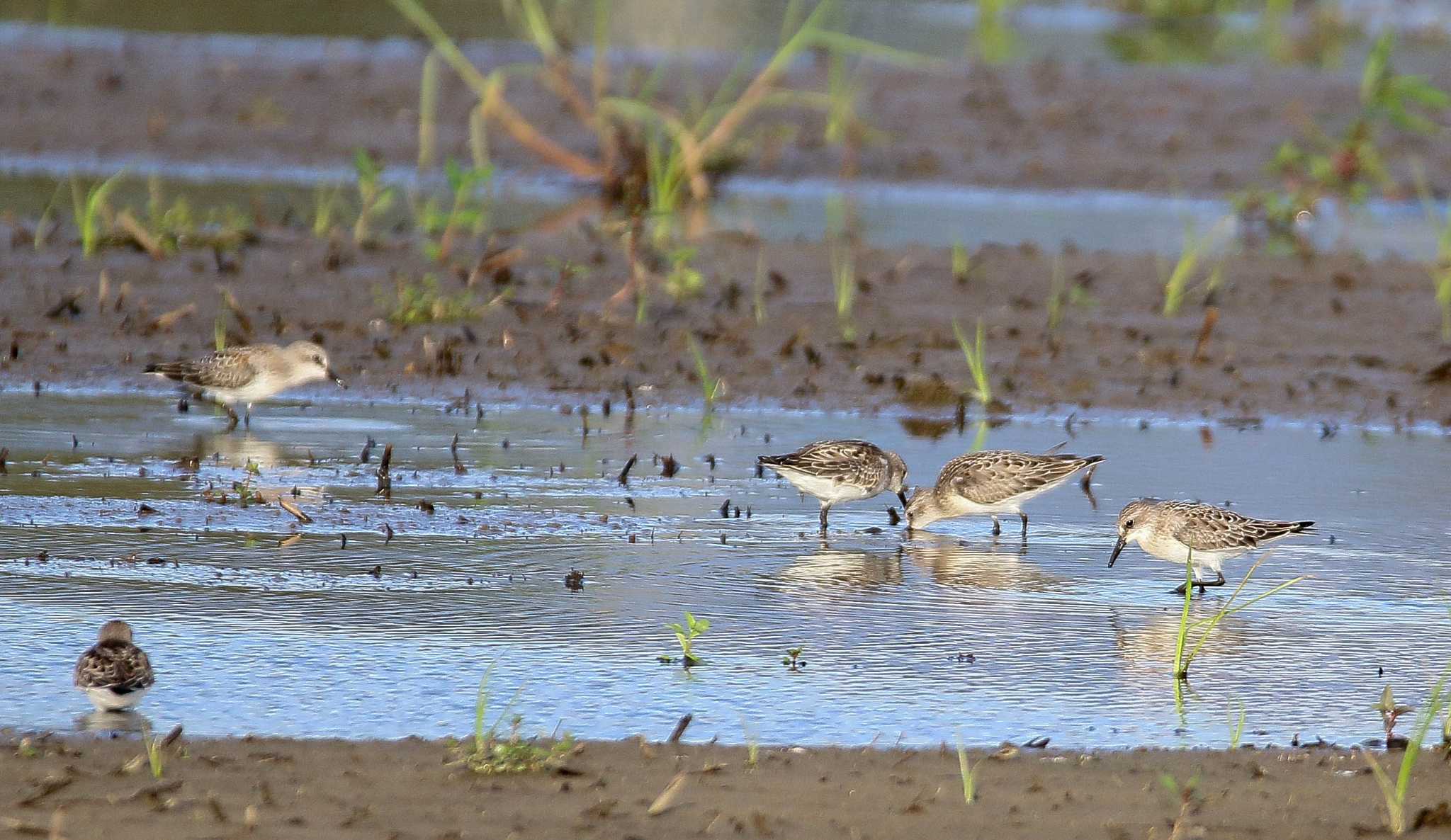 Photo of Red-necked Stint at 能美市海岸 by BlueBird