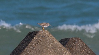 Grey-tailed Tattler 能美市海岸 Sun, 6/12/2022