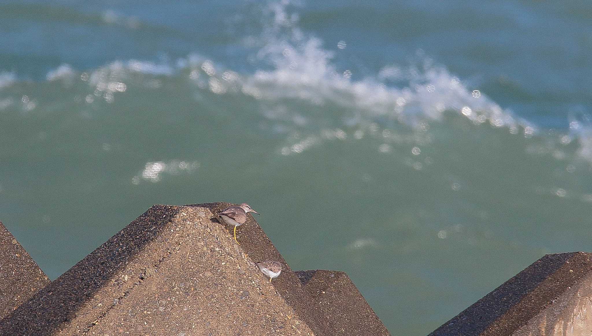 Photo of Grey-tailed Tattler at 能美市海岸 by BlueBird