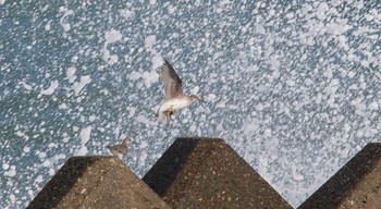 キアシシギ 能美市海岸 2022年6月12日(日)